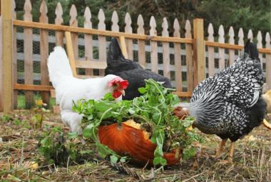 Chickens pecking at a pile of vegetables including a hollowed-out pumpkin, in a yard with a wooden picket fence.