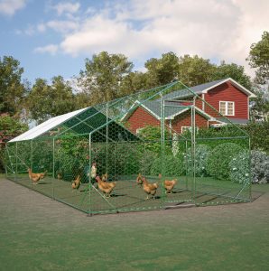 Article : Build your own chicken coop. Pic "Chickens roaming freely in a vibrant garden adjacent to a red chicken coop with a greenhouse."