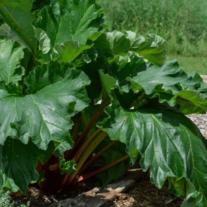 A lush rhubarb plant with large green leaves and red stalks growing in a garden