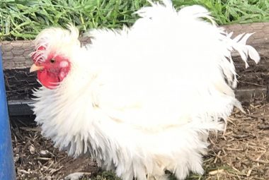 A striking white frizzled rooster, with unique curly feathers, stands in a field of green grass