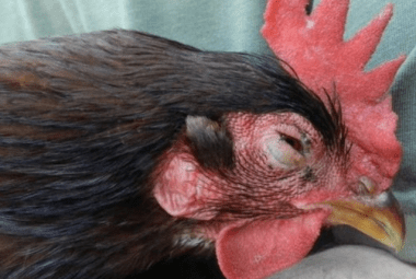 Article: Diseases in Chickens. Showing the head of a chicken that looks very ill.