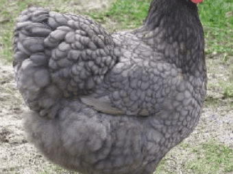 A Blue Australorp chicken stands gracefully in a field of green, its feathers a unique blend of blue and gray, set against the lush backdrop of the countryside