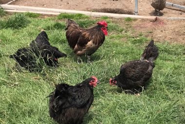 Australorp chickens, resplendent with their jet-black feathers, with vivid red wattles and comb, epitomizing top-tier egg-laying breeds.