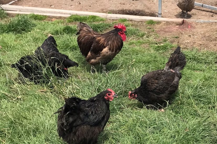 Australorp chickens, resplendent with their jet-black feathers, with vivid red wattles and comb, epitomizing top-tier egg-laying breeds.
