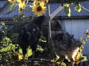 2 roosters foraging for sunflower seeds