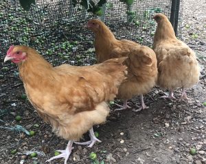 3 Buff Coloured Orpington CHickens