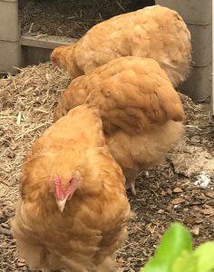 3 buff orpington chickens foraging they are very fluffy chickens