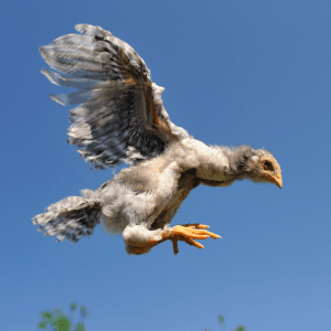 A young bird with mottled grey and white feathers captured mid-flight against a clear blue sky, with its wings up and legs hanging down.