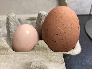 Article: hen do chickens start laying. A picture of a giant egg next to a normal size egg in a carton.