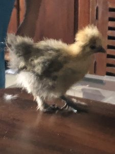 A teenage Silkie Chicken Wandering around inside the house.