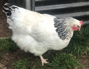 A Light Sussex chicken with pristine white body feathers, a regal black neck, and vibrant red wattles and comb, embodying the grace and productivity of top laying breeds.