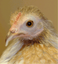 Head Profile of Matilda. Article is about How Long Do Chickens' Live?