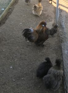 Breeding Silkie Chickens