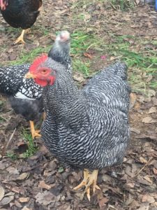 A Barred Plymouth Rock chicken, showcasing distinctive black and white barred feathers, with striking red wattles and comb, exemplifying the traits of superior egg-laying breeds.
