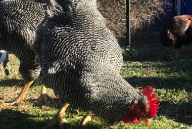 A black and white Barred Plymouth Rock rooster pecking at green grass.