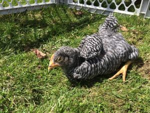 Barred Plymouth Rock Chicken sitting on the grass