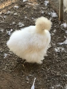 Silkie Chickens white looks like 2 pompoms one on top of the other