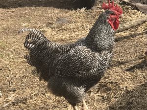 Ralph My Barred Plymouth Rock Rooster I was so in love with him.