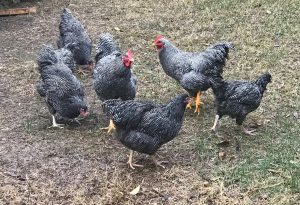 A Flock of Plymouth Rock Chickens