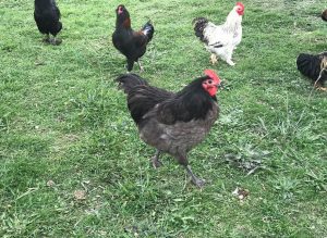 A striking blue Australorp rooster with glossy plumage stands prominently in a green pasture, surrounded by a variety of other rooster breeds, showcasing the diversity and harmony of the flock.