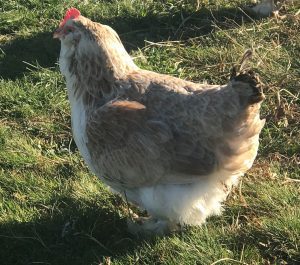 A Salmon Faverolles hen struts across a grassy field, her fluffy plumage ruffled in the breeze.