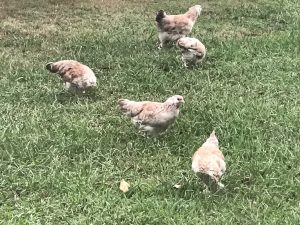 Chickens Free Ranging in the Paddock
