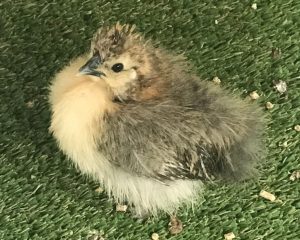 A Partridge colored Silkie Chicken yellow chest and under feathers and a bark colour on top. Makes for good camouflage in he open.