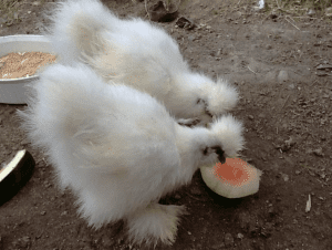 2 white Silkie Chickens eating a watermelon