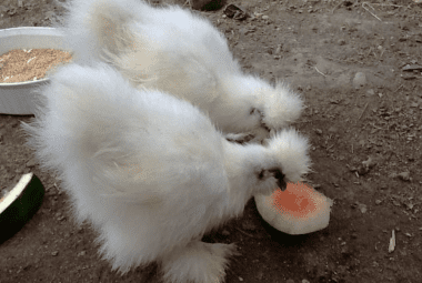 2 white fluffy pompom hens eating a watermelon