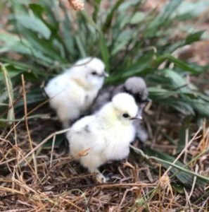 Silkie Chicks in a bush.