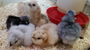 6 Chicks