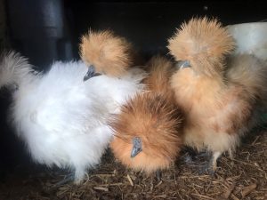 Ginger and white Silkie Chickens