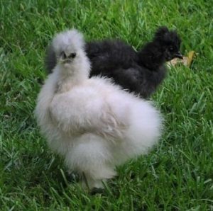 A black And a light grey Silkie Chicks.