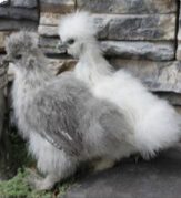 A grey and a white teenage Silkie Chikens