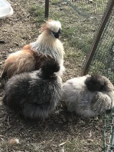 One Silkie Rooster and 2 hens.