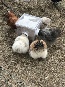 3 Silkie Chickens eating out of a feeder.