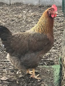 A Striking pose from a Welsummer Hen standing in the yard.