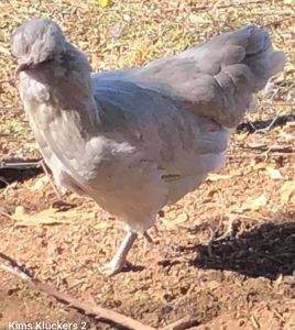 A Lavender Araucana chicken standing in a pen with wood shavings on the ground.