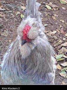 Close-up of a lavender Araucana rooster's head and neck, showcasing its distinctive plumage and features.