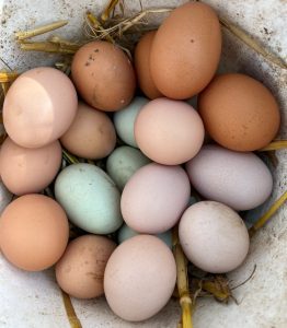 Article: When do chickens start laying. A delightful assortment of homegrown eggs in various hues – rose, brown, blue, and mauve – showcasing the unique palette from a diverse flock of hens.