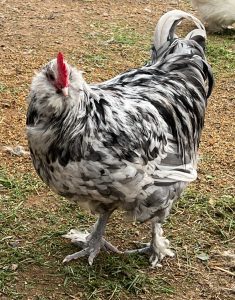 Two charismatic Faverolles roosters, one in splash and the other in blue, proudly stand in the yard, vying for attention and admiration from their delighted observer. Only the splash is in the photo.