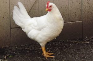 A White Leghorn chicken stands elegantly, its bright white feathers contrasting with a red comb and alert eyes, set against the wall of the coop.