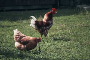 Cinnamon Queen Chickens Rooster and a hen