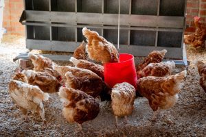 Cinnamon Queen Chickens eating around a red bucket one chicken sitting on the edge of the bucket with her head in the bucket