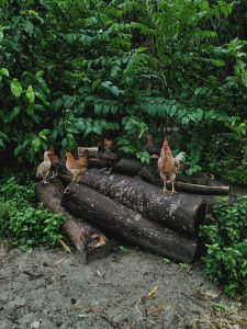 free ranging chickens