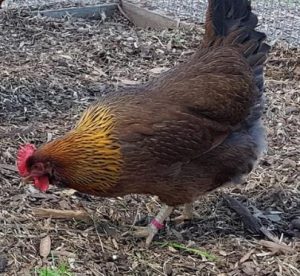 A Welsummer hen with chestnut-red feathers foraging on lush green grass.