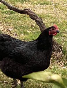 An Australorp is seen outdoors with a twisted branch in the background.