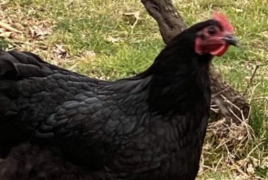 An Australorp is seen outdoors with a twisted branch in the background.