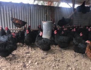  A flock of black Australorp chickens in a coop, with a feeder and perches visible.