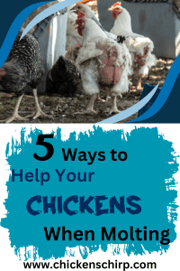 5 ways to help your chickens when molting